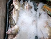 جهود مكثفة لاستقبال احتفالات أعياد القيامة وشم النسيم بأسوان