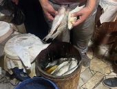 رواج في أسواق الأسماك المملحة بالدقهلية مع اقتراب شم النسيم.. فيديو