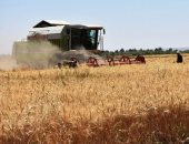 أسوان تستعد لموسم جنى سنابل الذهب.. بدء حصاد محصول القمح بمناطق توشكى.. دعم صوامع وشون المحافظات المجاورة فى حالة التعبئة القصوى.. وصوامع الراجحى تتصدر مساحات التخزين بطاقة تصل 30 ألف طن.. صور