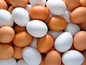 سعر طبق البيض بالقليوبية اليوم الأربعاء 15- 4 - 2026.. الأبيض بـ103جنيهات