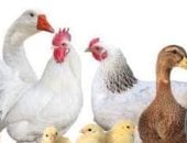 الفراخ بـ 86 جنيها.. أسعار الدواجن فى محافظة الغربية الأربعاء 15 أبريل 2026