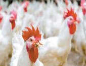 سعر كيلو الفراخ بالقليوبية الأربعاء 15 – 4 - 2026.. البيضاء بـ83 جنيها للكيلو