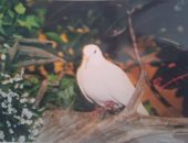 نفوق أكبر حمامة فى العالم عن عمر 44 عاما