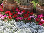 وزارة الزراعة تفتتح معرض زهور الربيع بالمتحف الزراعي جزئيًا