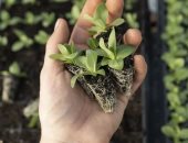 اليوم العالمى لتقدير النباتات 13 أبريل واحتفاء عالمى بالخضرة وفوائدها