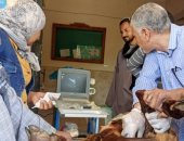 الخدمات البيطرية بسوهاج تدعم المربين بندوات إرشادية وتسليم أغنام بساقلتة
