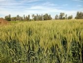 وزير الزراعة: نستهدف استلام 5 ملايين طن من القمح المحلى الموسم الحالى