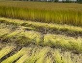 فرحة مزارعى الغربية بانطلاق موسم حصاد الكتان.. العمال يتسابقون لتمليخ الكتان من الأراضي وأسطول الجرارات ينقله لمصانع قرية شبرا ملس الأكبر في التصنيع.. المصانع تجهز الشون لاستقباله والموسم يوفر آلاف فرص العمل