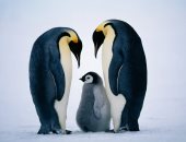 تصنيف «بطريق الإمبراطور» ضمن الأنواع المهددة بالانقراض