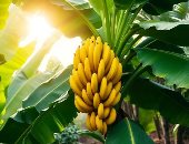 تفسير حلم الموز.. دلالات ورسائل نفسية بين النمو والازدهار وبشرى بالرزق