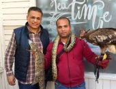 صقور وتماسيح وثعابين.. حكاية محمد المصرى مع الزواحف والطيور الجارحة.. يقدم عروضا مميزة بالساحات والحدائق العامة خلال الأعياد.. ولفت أنظار المتابعين عبر مواقع التواصل الاجتماعى بترويضه الصقور.. فيديو وصور