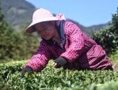 موسم قطاف أوراق الشاى فى الصين