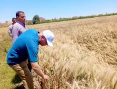 جولات ميدانية لوكيل زراعة أسيوط لمتابعة محصول القمح والمزرعة الإرشادية