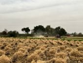 سر "العمودة" فى برمودة.. حكاية شهر يطعم المصريين منذ آلاف السنين