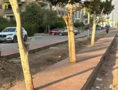 رئيس جهاز العاشر: إجراءات رادعة ضد شركة رصف خالفت تعليمات الحفاظ على الأشجار