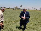 أشهرها النعناع البلدى والفلفل الألمانى والأرجانو التركى.. المنيا تستعد لموسم حصاد النباتات الطبية والعطرية.. وكيل وزارة الزراعة: لدينا أنواع جديدة للتصدير.. تلعب دورا حيويا فى تنشيط ودفع عجلة الاقتصاد.. صور