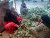 خارطة إنقاذ دلتا مصر من الغرق الملحى.. الحلول القائمة على الطبيعة كلمة السر فى رفع الدخل وتوفير الطاقة وتمكين المرأة فى عزبة الحمراء بالبحيرة.. مشروع دولى ينشأ 16 مدرسة حقلية لمواجهة تغيرات المناخ.. صور 