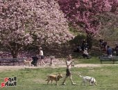 ربيع نيويورك يزدهر بأزهاره الجذابة.. والزوار يستمتعون بجمال الطبيعة