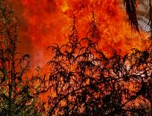 السيطرة على حريق فى مزارع نخيل بقرية العوينة بالداخلة 