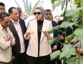 طفرة فى الاستزراع السمكى.. مزارع فى قلب الصحراء بالوادى الجديد (صور)