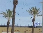 هجوم أسراب من النحل تثير حالة من الذعر فى جنوب إسرائيل.. "فيديو"