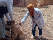 بيطرى سوهاج ينفذ حملة لتحصين الكلاب الحرة ضد السعار بكوم بدار بالمنشاة