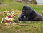 69 عاما من الحياة.. قصة "فاتو" أكبر غوريلا مسنة فى العالم (صور)