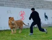 حقيقة أم AI.. ليبي يثير الجدل بـ مصارعة مع أسد.. فيديو