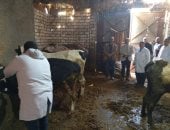محافظ الدقهلية: تحصين 150 ألف رأس ضد مرض الجلد العقدى فى الأبقار وجدرى الضأن