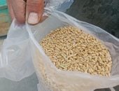 تموين الأقصر تتسلم 152.2 طن من الأقماح خلال 48 ساعة داخل مواقع التخزين