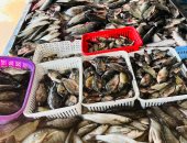 البلطى بكام؟.. أسعار الأسماك بكفر الشيخ الجمعة 17 إبريل 2026