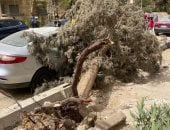سقوط شجرة يتسبب فى حدوث تلفيات بسيارتين فى مدينة الشيخ زايد