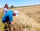 204933 فدانا تقود موسم الذهب الأصفر في أسيوط نحو إنتاجية أعلى.. صور