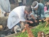 تحصين أكثر من 176 ألف رأس ماشية ضد الجلد العقدى وجدرى الضأن فى الجيزة