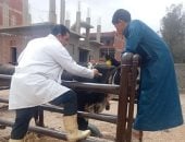 علاج 219 رأس ماشية و2600 طائر بالقافلة البيطرية بقرية سماتاي بالغربية