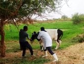 تحصين 45 ألف رأس من الأبقار والأغنام بأسوان