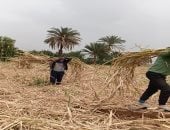 موسم الخير في أسوان.. مباشر من حصاد القصب