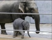 صغيرة فيل آسيوى تثير التعاطف على السوشيال ميديا بعد تخلى أمها عنها