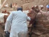 أسيوط تكثف التحصين لحماية الثروة الحيوانية وتعزيز الأمن الغذائي