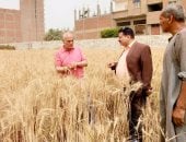 توريد 1109 أطنان قمح فى أسيوط منذ بداية الموسم.. تفاصيل