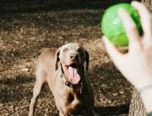 دواء جديد يبطئ الشيخوخة البيولوجية للكلاب ويحسّن صحتها