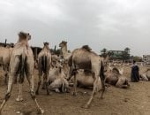 مزادات بيع وشراء الجمال.. مباشر من سوق دراو فى أسوان.. فيديو وصور