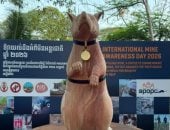 كمبوديا تكرم الفأر ماغاوا بتمثال بعد إنجاز تاريخى فى كشف الألغام