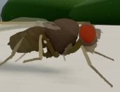 العلماء يدخلون دماغ ذبابة فى الذكاء الاصطناعى ويتطلعون للعقل البشرى 