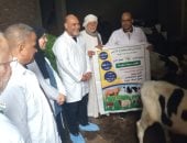 بيطري القليوبية: تحصين 113 ألف رأس ماشية ضد الجلد العقدي للأبقار وجدري الأغنام