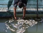 نفوق 300 طن من الأسماك بالعراق فى غضون ساعتين بسبب تلوث مياه نهر دجلة