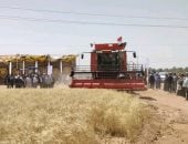 زراعة الوادي الجديد: توريد 37 ألف طن قمح لصوامع الخارجة وشرق العوينات