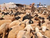 بدء موسم جز صوف أغنام البرقى بمطروح.. الأهالى يحيون تراث وطقوس الجلامة.. كبار المربين ينحرون الذبائح ويعدون الولائم للضيوف والمشاركين.. ويتفننون في إنشاد أغانٍ تراثية تناسب مراحل جز الصوف.. صور