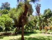 سيدة النخيل فى أسوان.. الدوليب كنز استوائى يجمع بين الغذاء والدواء والحرف اليدوية.. تروى تاريخا ممتدا من آسيا إلى ضفاف النيل.. واستُخدمت أوراقها فى كتابة النصوص المقدسة بالهند.. صور