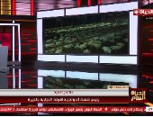 رئيس شعبة الدواجن لـ"الحياة اليوم": حققنا فائضا في الإنتاج بنسبة 30%